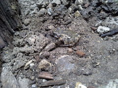 Eleutherodactylus nitidus