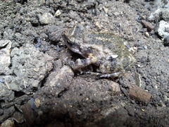 Eleutherodactylus nitidus