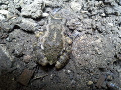 Eleutherodactylus nitidus
