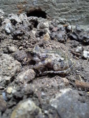 Eleutherodactylus nitidus