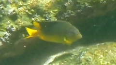 Stegastes flavilatus