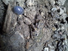 Eleutherodactylus nitidus