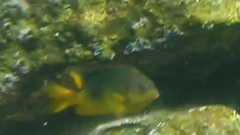 Stegastes flavilatus