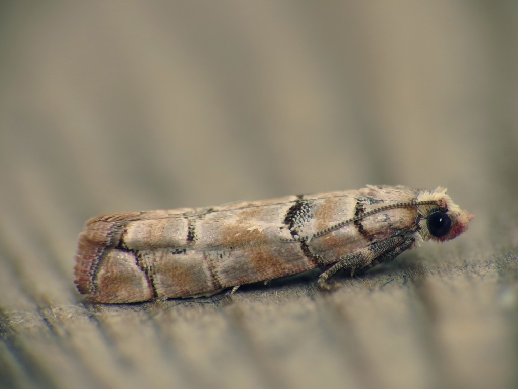 Cone Tortrix