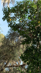 Citrus paridisi