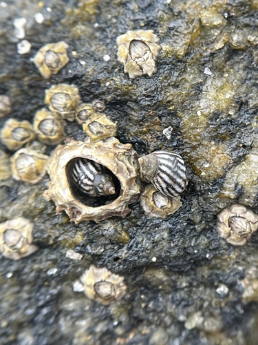 Echinolittorina lineolata