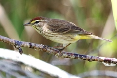 Setophaga palmarum image