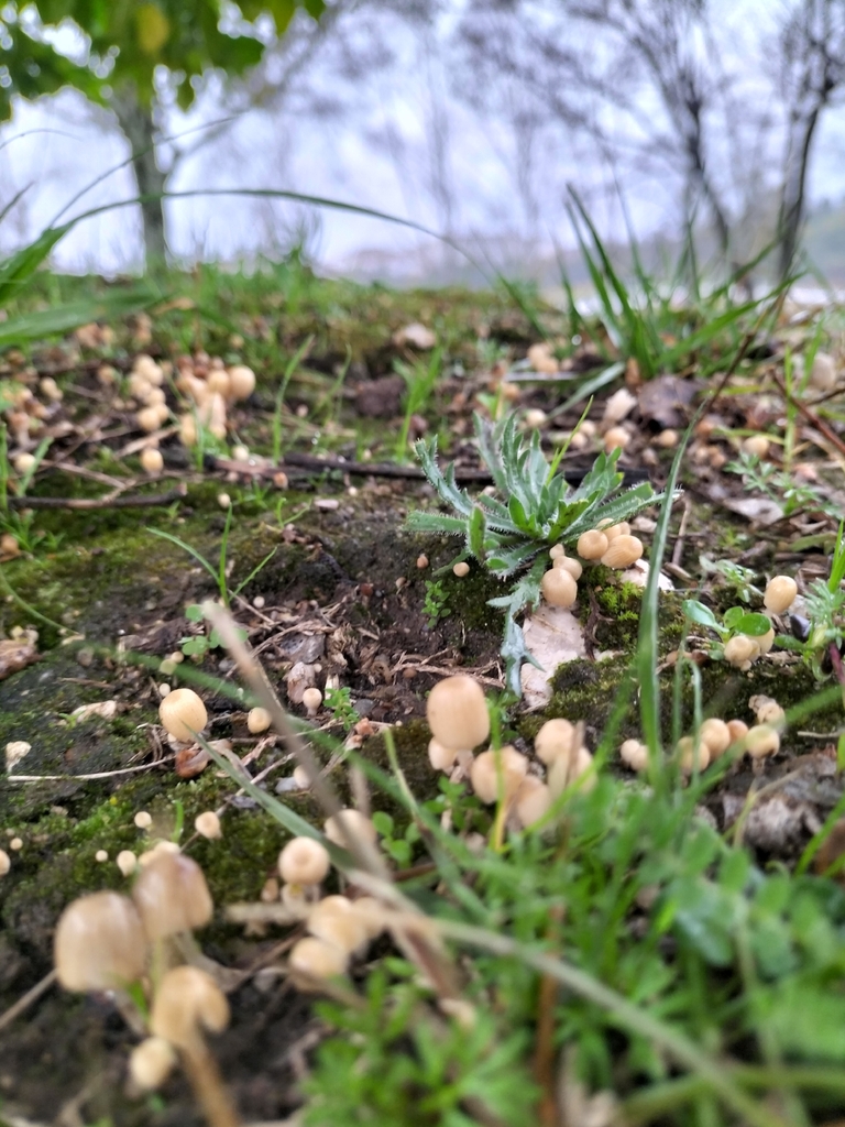 Coprinellus disseminatus · December 2025 · photo: © tatiana354 (iNaturalist, cc-by)