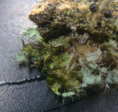 Heterodermia namaquana