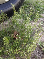 Lepidium virginicum image