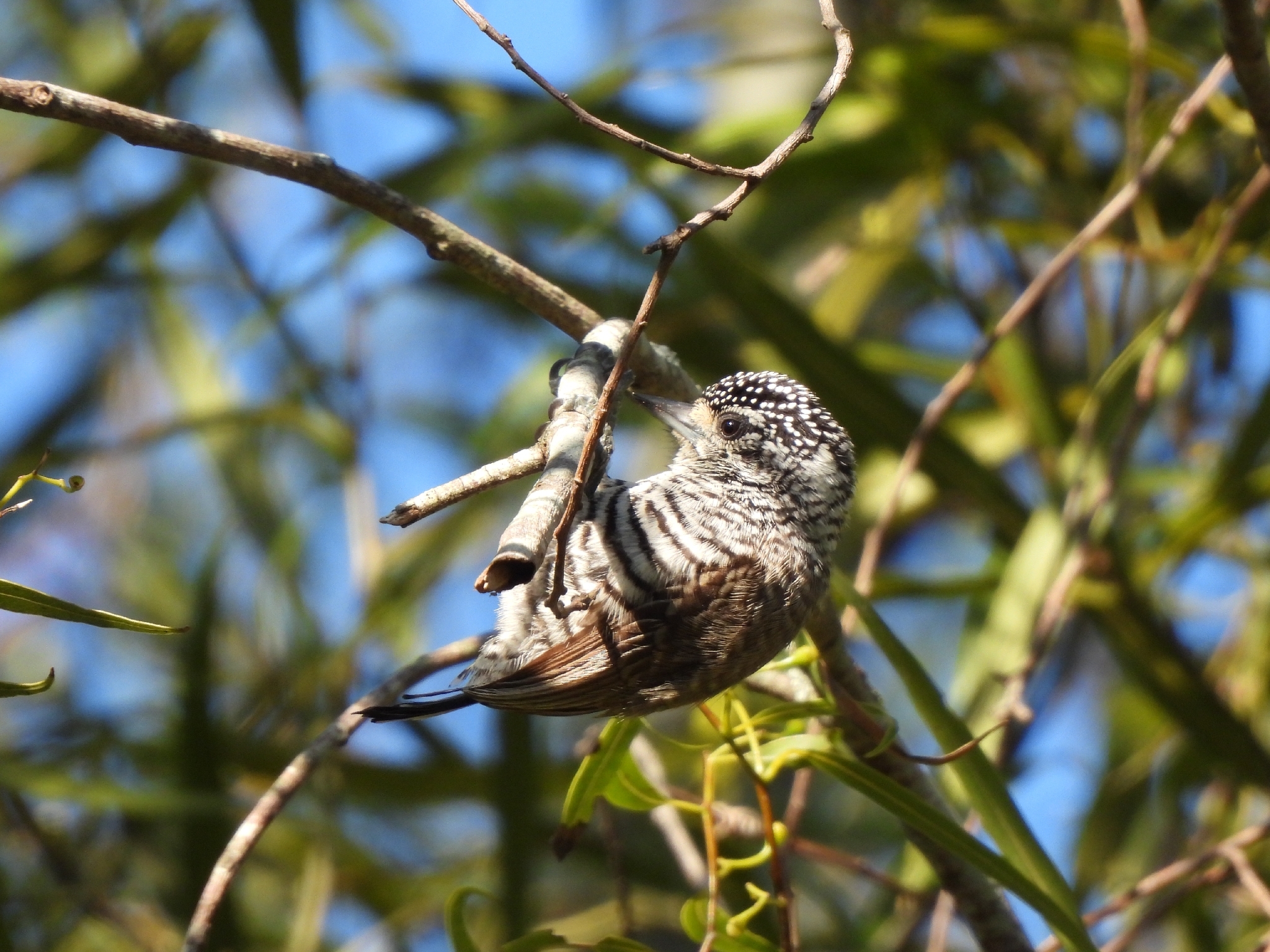 White-barred Piculet (Picumnus cirratus)
