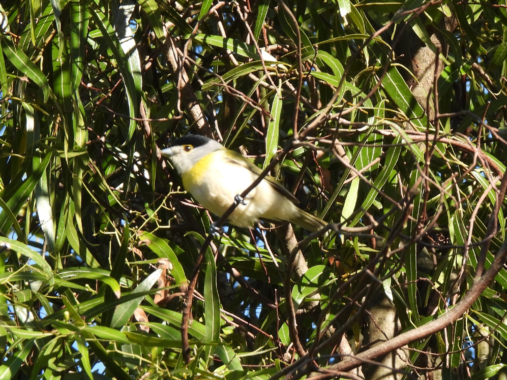 Green-backed Becard (Pachyramphus viridis), photo 7