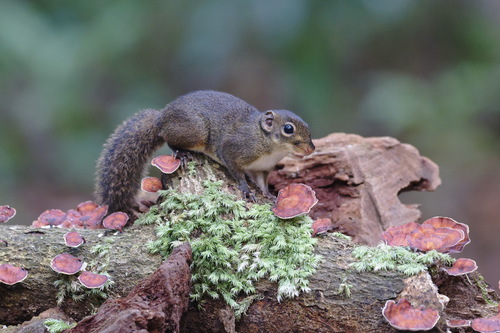 Low's Squirrel