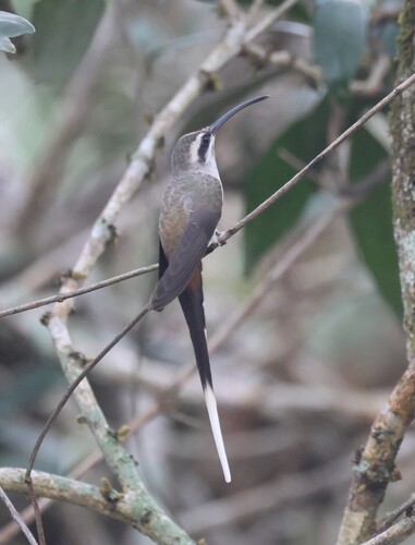 Sooty-capped Hermit (Phaethornis augusti), photo 10