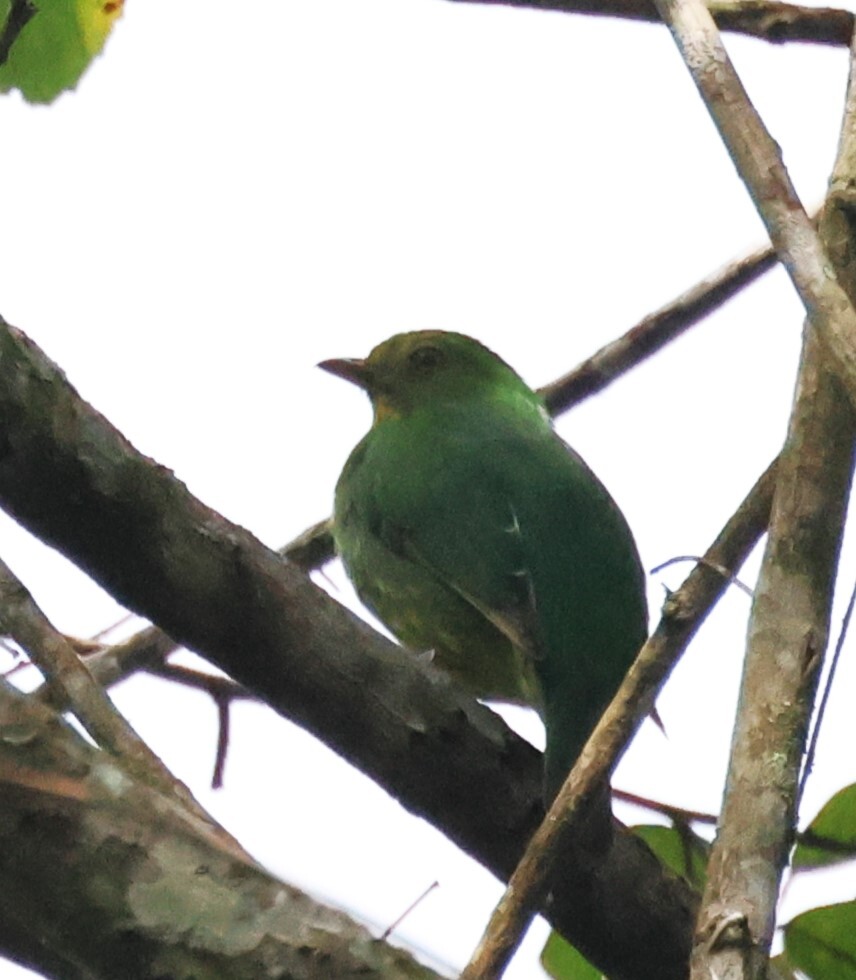 Golden-breasted Fruiteater (Pipreola aureopectus), photo 8