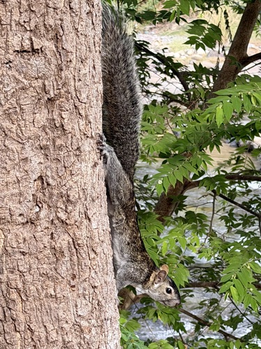 Collie's Squirrel