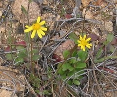 Jacobaea minuta