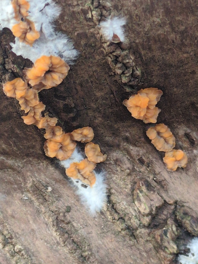 Phlebia radiata · December 2025 · photo: © vincent_b (iNaturalist, cc-by)