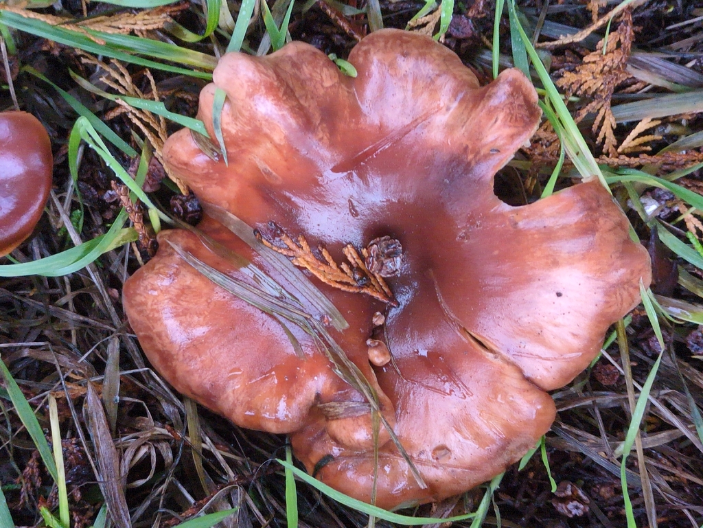 Paralepista flaccida · December 2025 · photo: © guywallbanks (iNaturalist, cc-by)