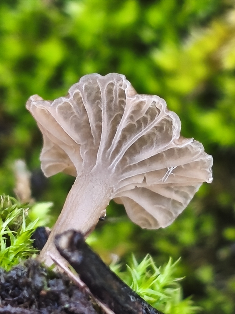 Arrhenia rickenii · December 2025 · photo: © mycototor (iNaturalist, cc-by)