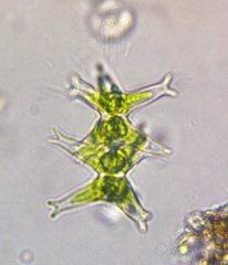 Staurastrum brachiatum