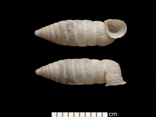 taxonomy_inaturalist image for Holospira