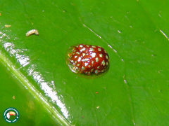 Charidotis auroguttata