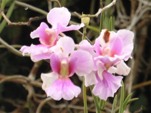 Papilionanthe hookeriana × teres