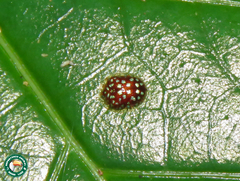 Charidotis auroguttata