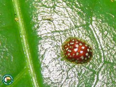 Charidotis auroguttata