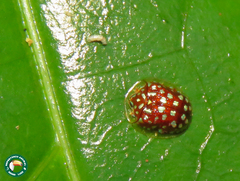 Charidotis auroguttata