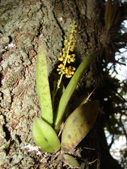Trichocentrum pumilum