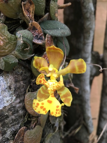 Psychopsiella