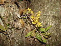Trichocentrum pumilum