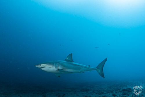 Great White Shark photographed in Florida