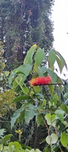 Round-leaf Bushwillow (Combretum rotundifolium)