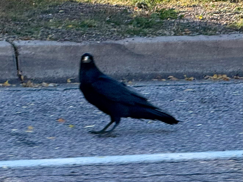 Chihuahuan Raven (Corvus cryptoleucus)