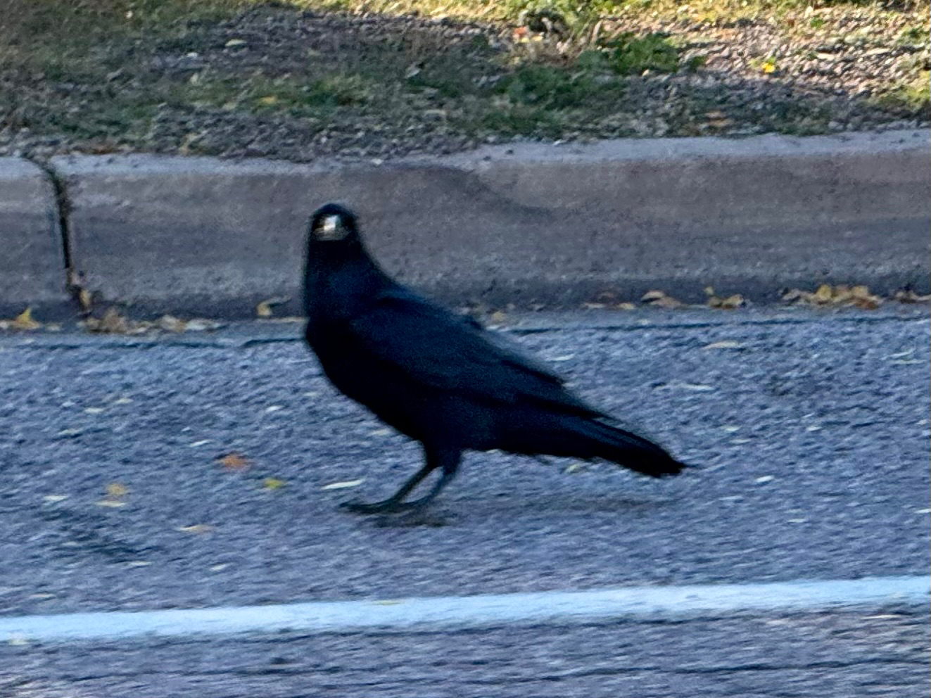 Chihuahuan Raven (Corvus cryptoleucus)
