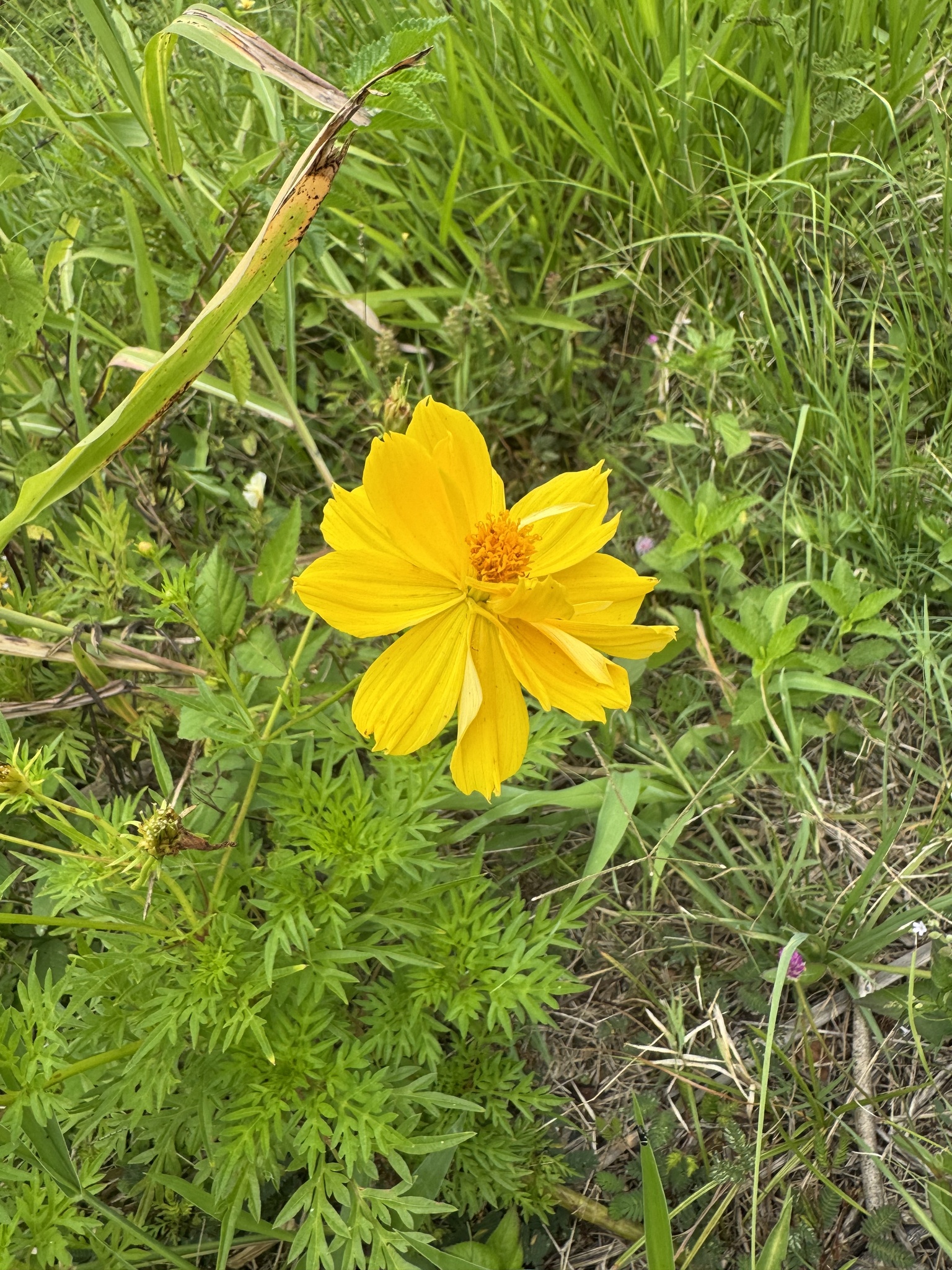 Cosmos sulphureus