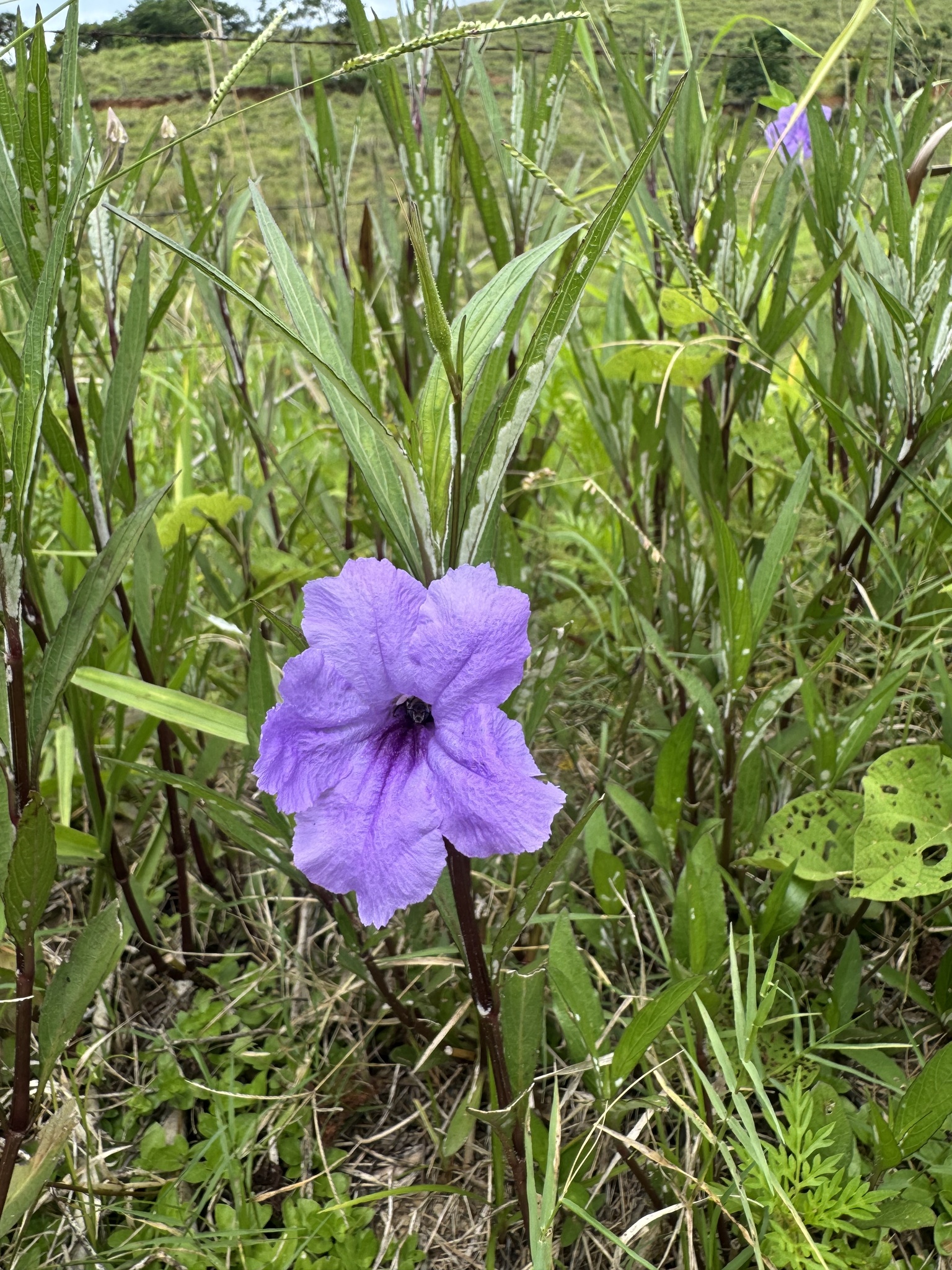 Ruellia simplex