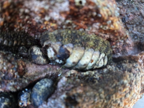 Acanthopleura gemmata