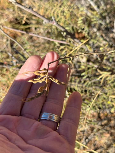 velvetpod mimosa (Mimosa dysocarpa)