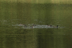 Fulica atra
