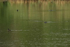 Fulica atra