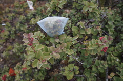 Santalum haleakalae
