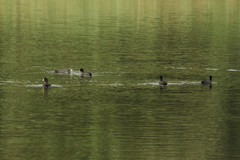 Fulica atra
