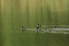 Fulica atra