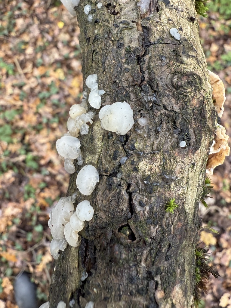 Myxarium nucleatum · December 2025 · photo: © cjoynson (iNaturalist, cc0)