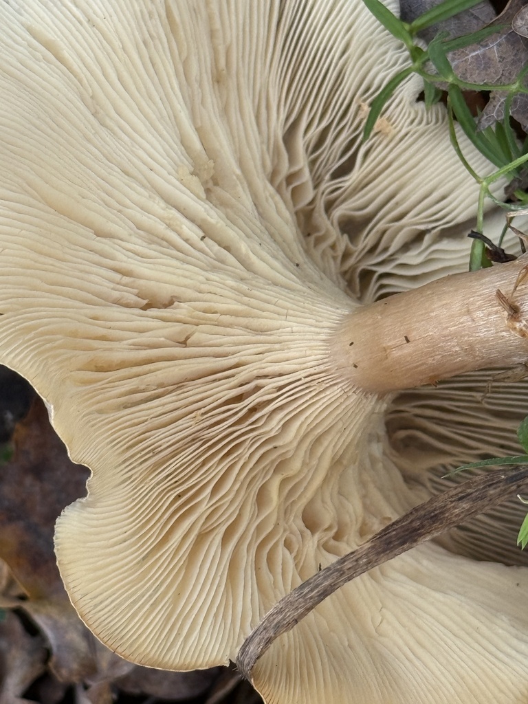 Clitocybe nebularis · December 2025 · photo: © cjoynson (iNaturalist, cc0)