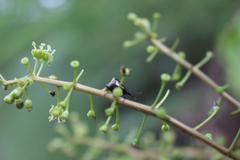 Pseudopanax discolor